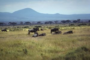 Národní park v Keni se stádem pakoňů v pozadí