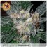 Fotografie rostliny Violator kush-odrůda léčebné marihuany