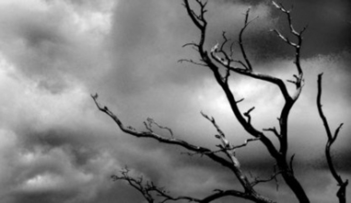 Černobílá fotografie zobrazující nebe a strom