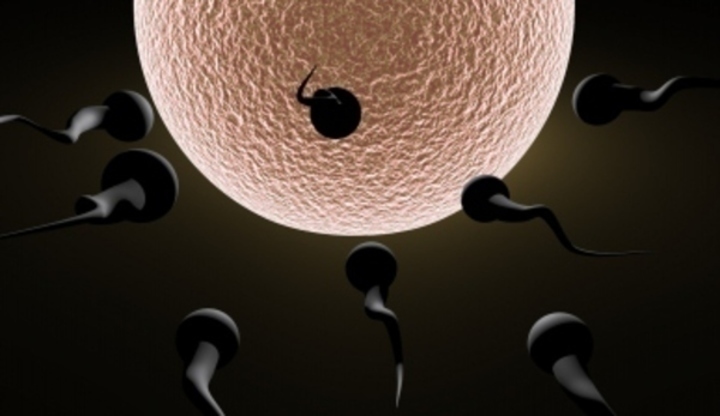 Snímek znázorňující oplodnění vajíčka spermiemi
