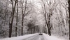 Fotografie zasněžené cesty se stromy