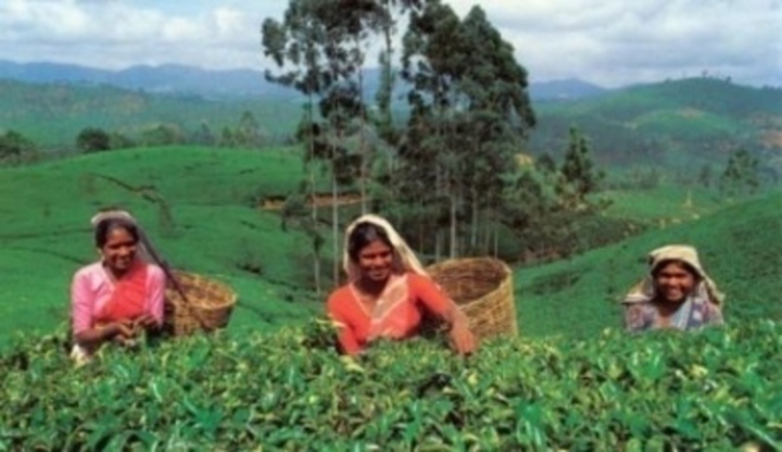 Fotografie žen při sběru čajových lístků na Srí Lance