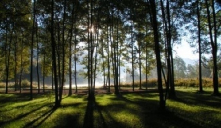 Fotografie zachycujíc les prosvícený sluncem