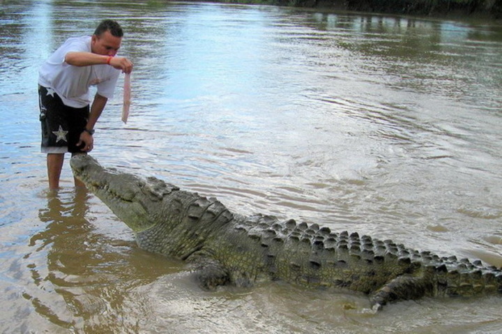 Fotografie zachycující muže, který krmí aligátora
