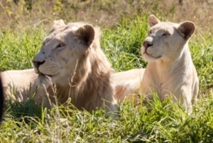 Fotografie zachycující odpočívajícího lva a lvice
