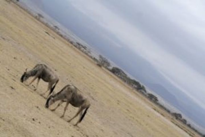 Fotografie zachycující safari v Keni