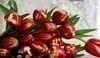 Fotografie kytice červených tulipánů