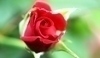 Snímek červené růže