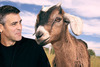 George Clooney ve snímku  z filmu Muži, co zírají na kozy
