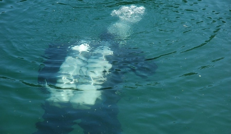 Fotografie zachycuje potápěče  pod vodou
