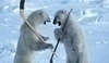 Fotografie dvou ledních medvědů s hokejkami v ruce