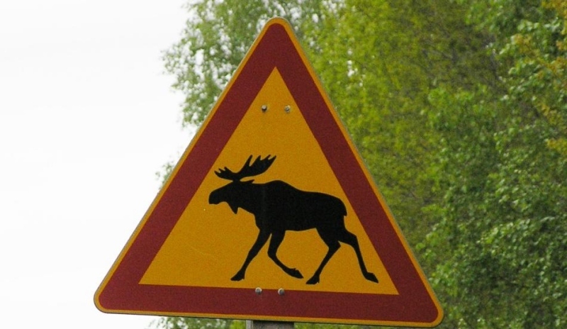 Snímek značky upozorňující na losa