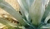 Snímek rostliny modré Agáve 