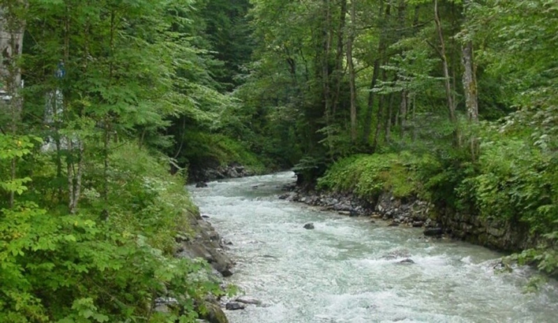 Fotografie řeky protékající lesem