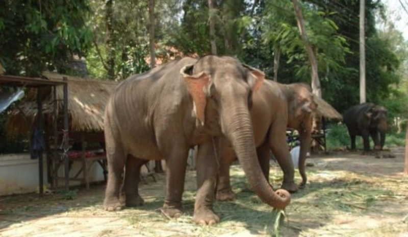 Obrázek dvou slonů