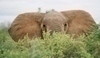 Obrázek slona v zeleném porostu 