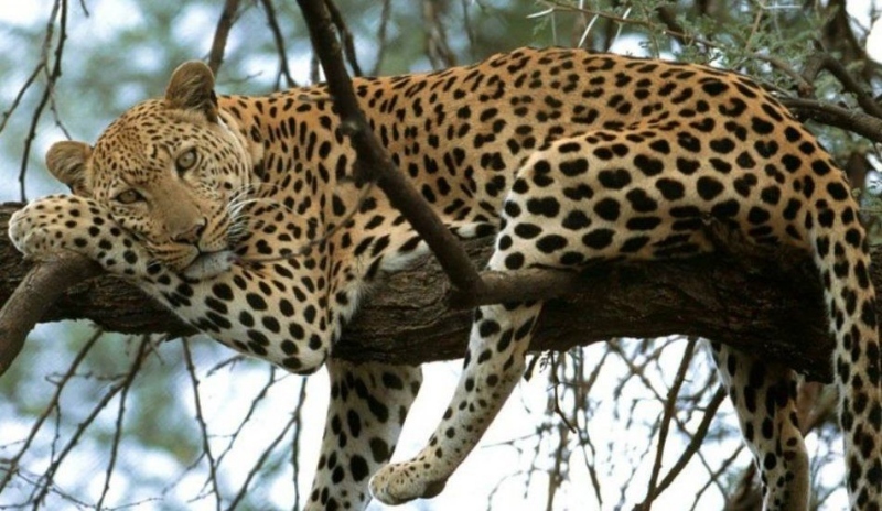 Obrázek levharta ležícího na stromě