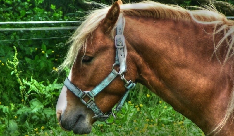 Irský tinker je plemeno koně pocházející z Irska.