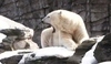 Snímek ledního medvěda v ZOO