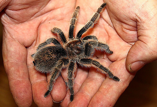 Snímek Tarantule v dlaních