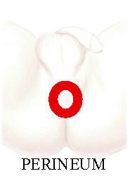 Logo znázorňující hráz(latinsky perineum),(prostatetips.blogspot.com)
