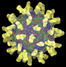 Snímek zobrazující virus rýmy