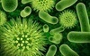 Snímek zobrazující bakterie