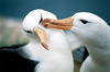 Fotografie dvou albatrosů
