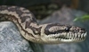Hadí uštknutí může být i smrtelné