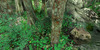 Fotografie zobrazující balvany v lese